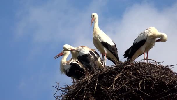 Storks Nest Pole Birds Family Nesting Flock Storks Sky Nature – stockvideo