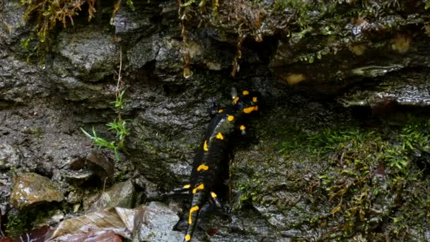 Salamandre Dans Nature Reptile Noir Avec Taches Jaunes Amphibien Animal — Video