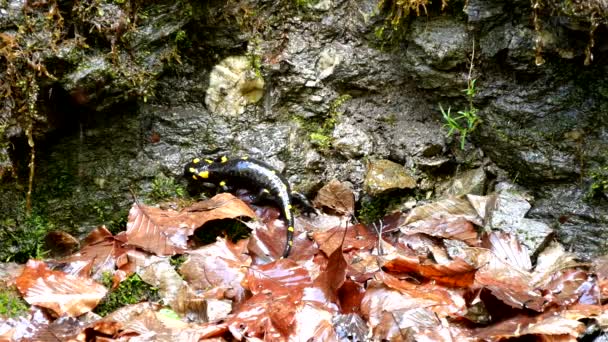 Саламандра в природе, черная рептилия с желтыми пятнами Амфибия животное в лесу — стоковое видео