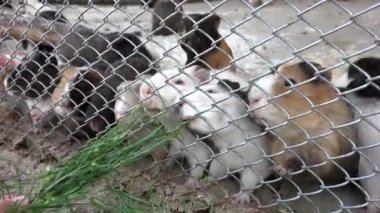 Çocuk Hayvanat Bahçesi Park, eskiden şiling şimdi Pigs, Hayvanlar Evcil hayvan bakım hemşireliği aşk çocuklar besleme kız