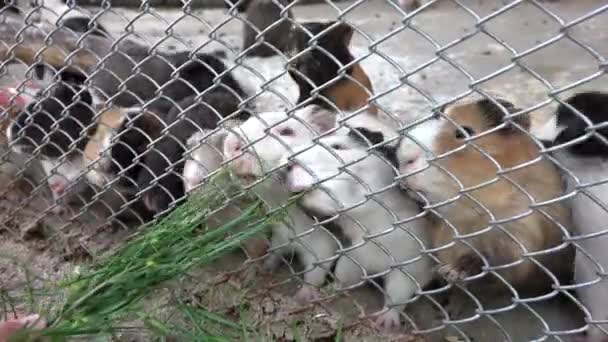 Kind im Zoo Park, Mädchen füttern Meerschweinchen, Kinder lieben Stilltiere Haustiere Pflege — Stockvideo