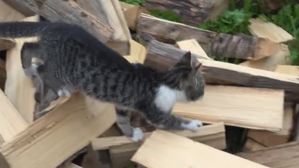 Katten in boerderij Yard, Kitten jacht zoeken voedsel, Pussy Cat wandelen in tuin — Stockvideo