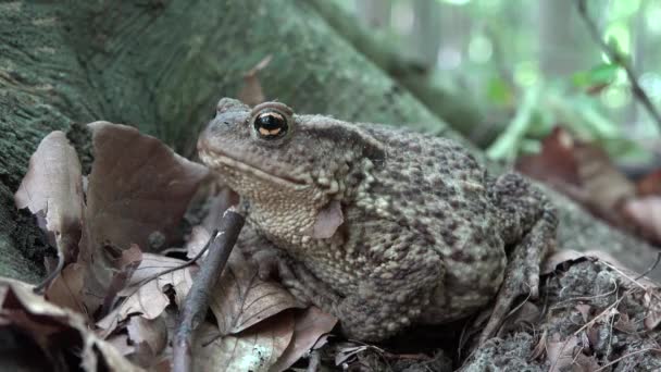 青蛙在森林特写镜头, 蟾蜍日光浴在树叶, 动物宏观视图在木材 — 图库视频影像