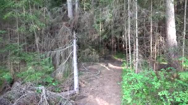 Plimbare în pădure în ziua ploii, POV în lemn, vedere înfricoșătoare la natură — Videoclip de stoc