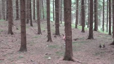 Ormanda Yürüyen Çocuk, Dağlarda Çocuk, Kamp Macerasında Oynayan Kız