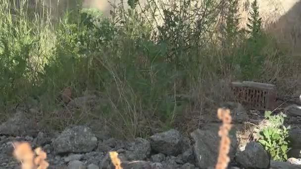 Triste enfant abandonné en ruines, malheureuse fille égarée, pauvre enfant déprimé, sans abri — Video