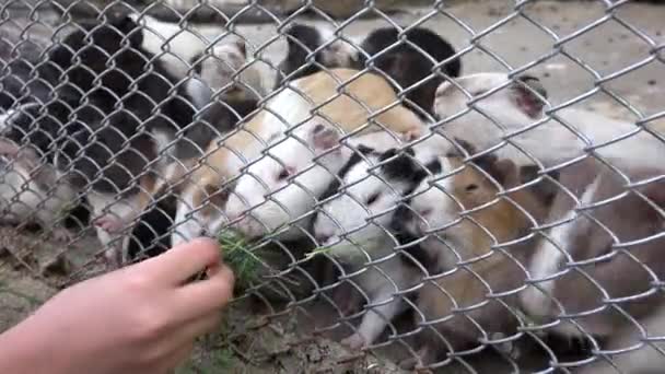 Ребенок в зоопарке, девочка кормит морских свинок, дети любят уход за животными — стоковое видео