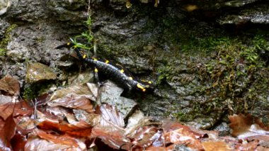Doğada Salamander, ormanda sarı lekeler Amfitbiya hayvan Ile siyah sürüngen