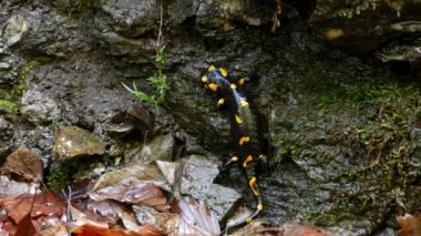 Doğada Salamander, ormanda sarı lekeler Amfitbiya hayvan Ile siyah sürüngen