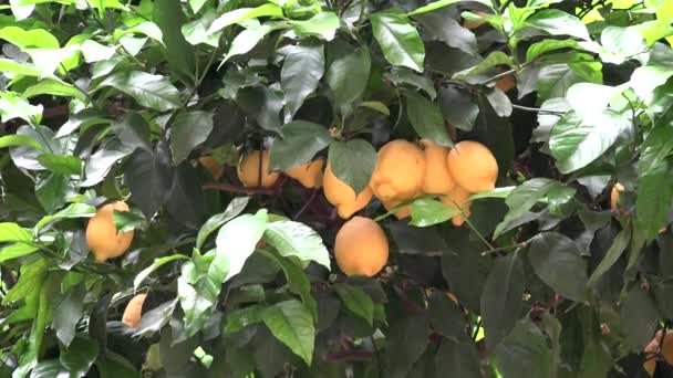 Ağaçta Limon, Yunanistan'da Limon Bahçesi, Sağlıklı Meyvelerin Dalları — Stok video