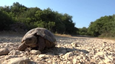Doğal Ortamda Kaplumbağa, Doğada Yürüyen Egzotik Kaplumbağa, Sürüngen Kapat
