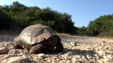 Doğal Ortamda Kaplumbağa, Doğada Yürüyen Egzotik Kaplumbağa, Sürüngen Kapat