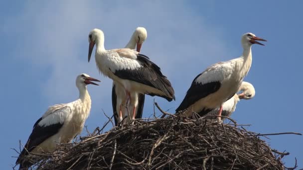 Cigüeñas anidan en un poste, Anidación de familias de aves, Manada de cigüeñas en el cielo, Vista de la naturaleza — Vídeos de Stock
