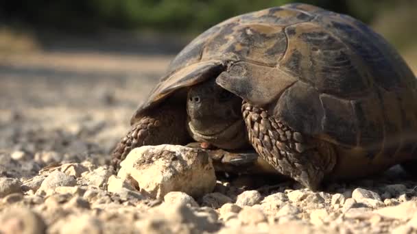 Schildpad in de natuurlijke omgeving, wandelen exotische schildpad in de natuur, reptiel close up — Stockvideo