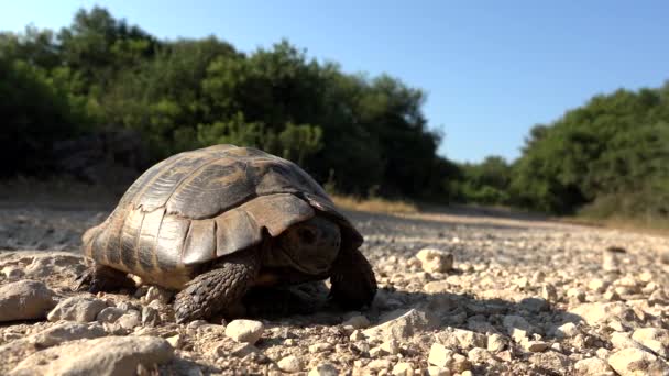 Teknős a természeti környezet, Walking egzotikus teknős a természetben, Reptile közelről — Stock videók