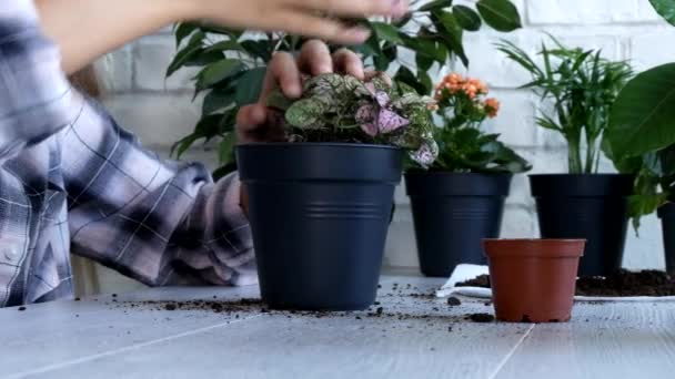 Mãos de criança plantando flores em vaso, menina de legumes de plântula de criança na agricultura — Vídeo de Stock