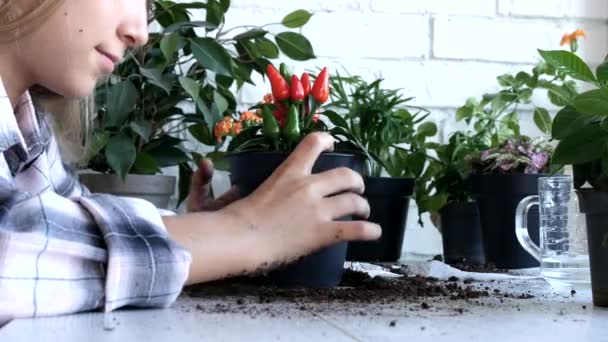 子供の手は鍋にペッパーを植える、子供の水をやる花、農業の女の子 — ストック動画