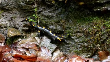 Doğada Salamander, ormanda sarı lekeler Amfitbiya hayvan Ile siyah sürüngen