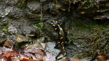 Doğada Salamander, ormanda sarı lekeler Amfitbiya hayvan Ile siyah sürüngen