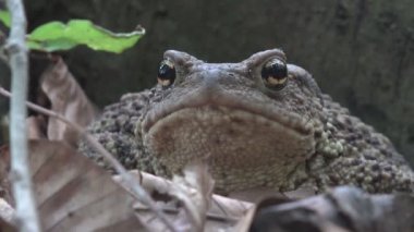 Orman portre, yapraklarda, güneşlenme Kurbağa kurbağa hayvanlar makro görünümü ahşap