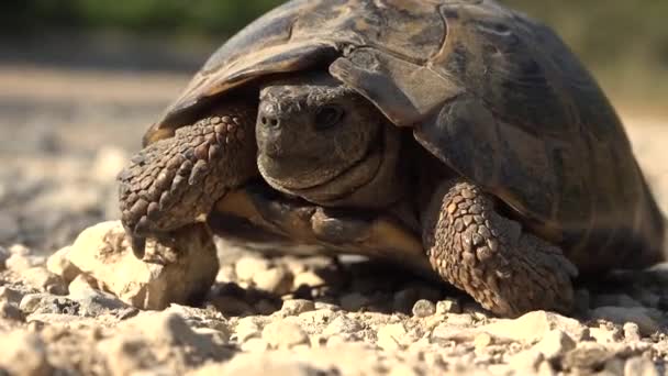 Schildkröte in natürlicher Umgebung, Wanderschildkröte in freier Natur, Reptil aus nächster Nähe — Stockvideo