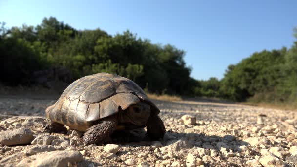 Tartaruga em Ambiente Natural, Tartaruga Exótica Caminhando na Natureza, Réptil Close up — Vídeo de Stock