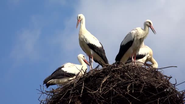 Čápi hnízdo na sloupech, ptáci rodina vnoření, hejno čápů v nebi, příroda zobrazení — Stock video