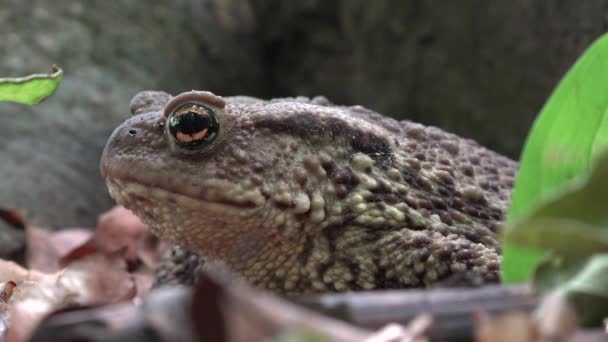 Kikker in Forest close-up, Toad zonnebaden in bladeren, dieren Macro weergave in hout — Stockvideo