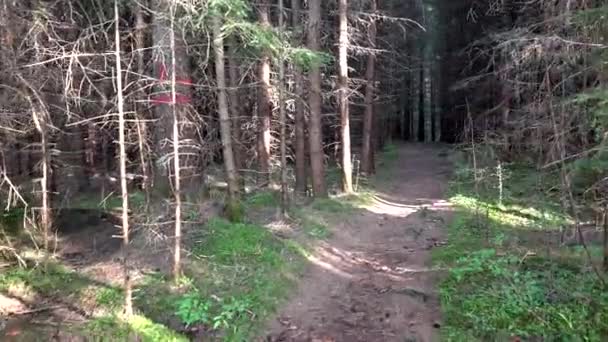 Wandelen in het bos op regende dag, Pov in hout, natuur eng weergave — Stockvideo
