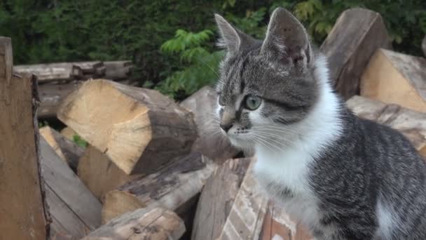 Katten in boerderij Yard, Kitten jacht zoeken voedsel, Pussy Cat wandelen in tuin — Stockvideo