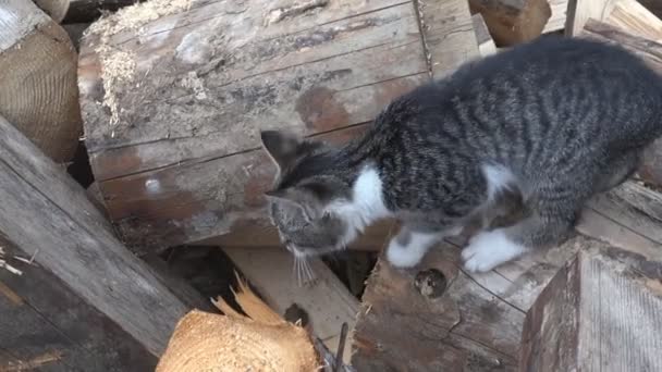 Gatos en Farm Yard, Caza de gatitos en busca de comida, Gato Coño caminando en el jardín — Vídeos de Stock