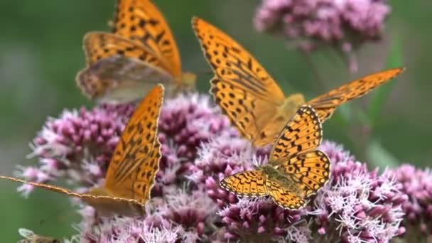 Farfalle volanti, Farfalla su fiore in natura, Vista giardino con insetti — Video Stock