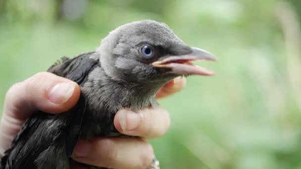 Baby Crow Rescue, Flicka mata en förlorad korp, Crow Cub i händer, närbild fågelperspektiv — Stockvideo