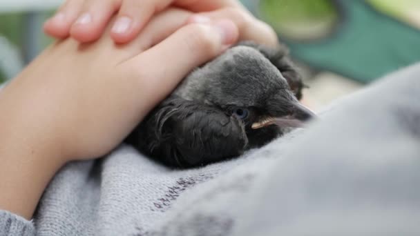 Baby Crow Petting, Meisje helpt een verloren raaf, Crow Cub in handen, Close-up vogelperspectief — Stockvideo
