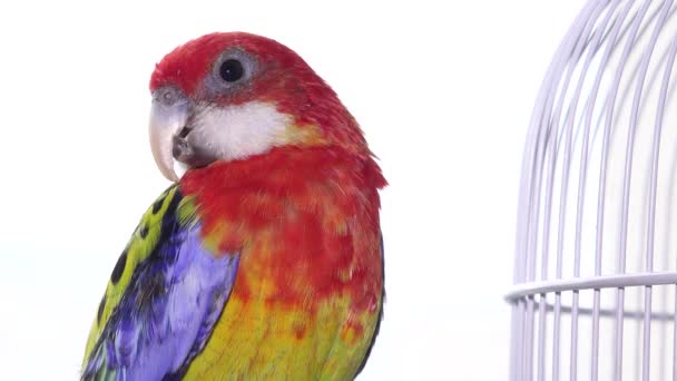 Rosella papegoja Fågel, Australiska fåglar i fångenskap, Sällskapsdjur i bur — Stockvideo