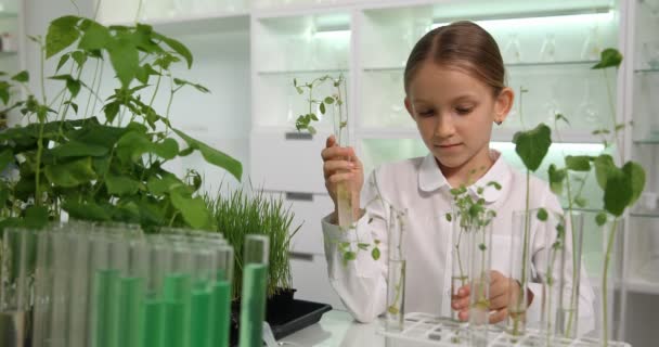 Student Kid Study arbeitet an Wissenschaftsprojekt, Kind lernt Pflanzen im Biologielabor der Schule, Experimente in der Landwirtschaft im Klassenzimmer — Stockvideo