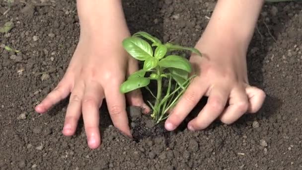 아이들 이손으로 씨를 뿌리는 일, 채소를 가꾸는 일, 농사를 짓는 소녀 — 비디오
