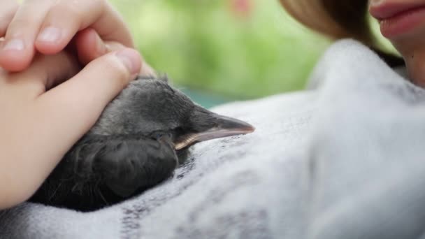 Baby Crow Petting, Flicka hjälpa en förlorad korp, Crow Cub i händer, barn med fågel — Stockvideo