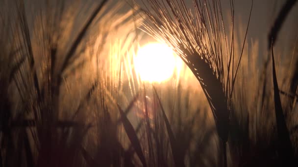 Trigo en el campo de agricultura, Oído al atardecer, Granos de vista agrícola, Cultivo de cereales al amanecer, Industria Agraria — Vídeos de Stock