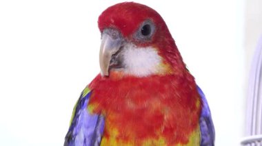 Rosella Papağan Kuşu, Avustralyalı Tutsak Kuşlar, Evcil Hayvan Kafeste