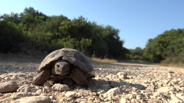 Sköldpadda i naturen, Grekland Exotisk sköldpadda Vandring i naturen, Reptil Närbild — Stockvideo