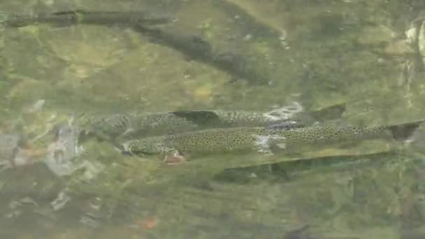 Peixes de truta em Mountain River, Rainbow Fish Underwater Brook, Vapor, Creek 4K — Vídeo de Stock