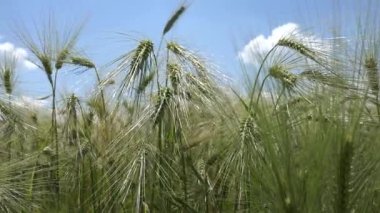 Tarım Alanında Buğday, Günbatımında Kulak, Tarımsal Görünüm Tahılları, Gündoğumunda Mısır Ürünleri, Tarım Endüstrisi