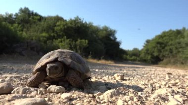 Doğal Çevrede Kaplumbağa, Yunanistan Egzotik Kaplumbağa Doğada Yürüyor, Sürüngen Yaklaş