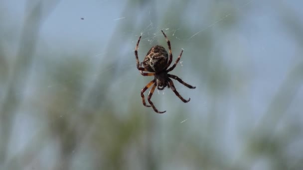 Toile d'araignée, Insecte dans le milieu naturel, Prédateur toxique, Priez dans la nature — Video