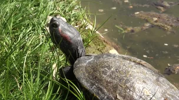 Schildpad in de natuur, Wandelen Exotische Schildpad in de natuur, Reptiel aan het meer, Close up — Stockvideo