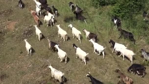 Caminando rebaño de cabras, cabritos, cordero en rústico, camino rural en campo — Vídeos de Stock