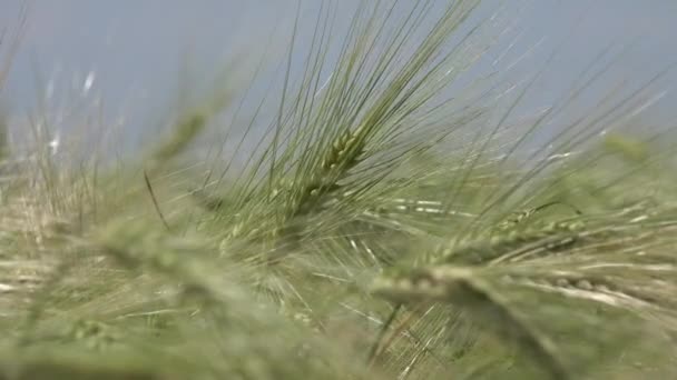 Wheat in Agriculture Field, Ear, Agricultural View Grains, Cereals Crop in Sunrise, Agrarian Industry Products — 비디오