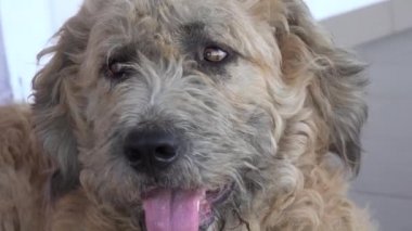 Köpek, Serseri Hayvan, Serseri Dağ Köpeği Kameraya Bakıyor, Evsiz Evcil Hayvanlar