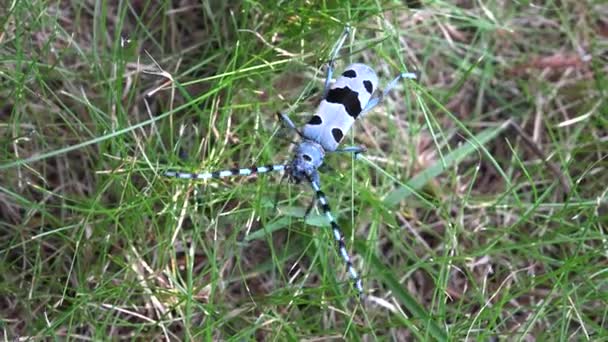 Bug in Grass, Blauw Grijze Kever met zwarte vlekken Lange Antennes Close-up View Rosalia Longicorn Insecten — Stockvideo